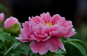 7月24日，中國花卉協(xié)會在網(wǎng)上發(fā)起的《投票：我心中的國花》已出結(jié)果