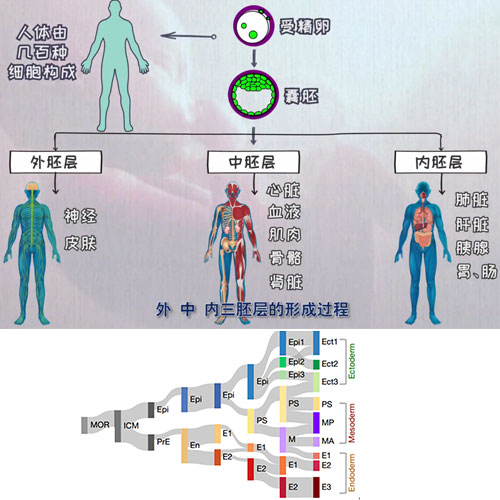 小鼠早期胚胎發(fā)育過程中全胚層譜系發(fā)生的時空轉錄組圖譜