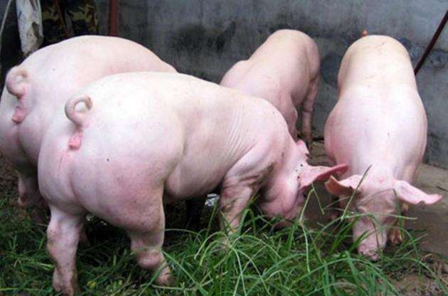 8月21日，國務院常務會議指出“地方要立即取消超出法律法規(guī)的生豬禁養(yǎng)、限養(yǎng)規(guī)定”