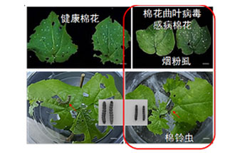 近日，微生物研究所發(fā)現(xiàn)雙生病毒調(diào)控植物免疫平衡實現(xiàn)全新生態(tài)功能