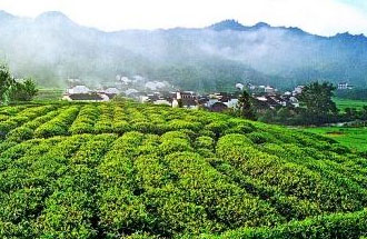 9月2日，財政部、稅務總局發(fā)布了關于繼續(xù)執(zhí)行邊銷茶增值稅政策的公告